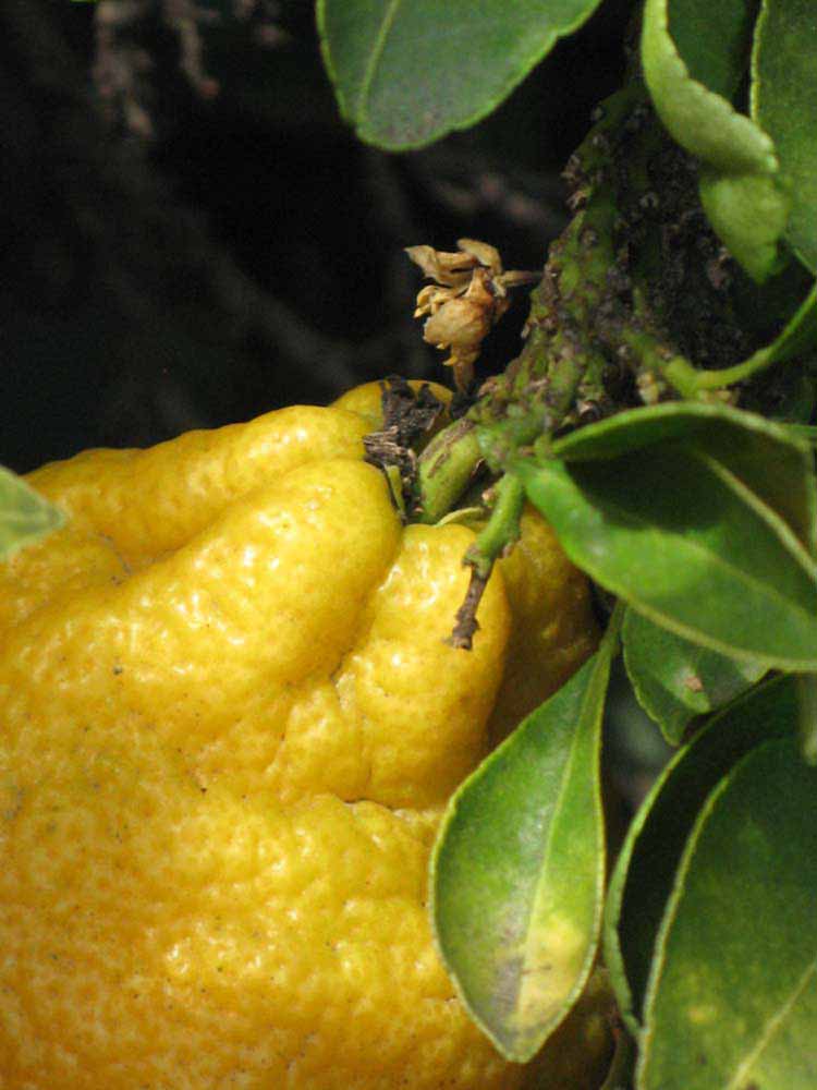               Fruit (Myrtifolia, Riverside, CA)   